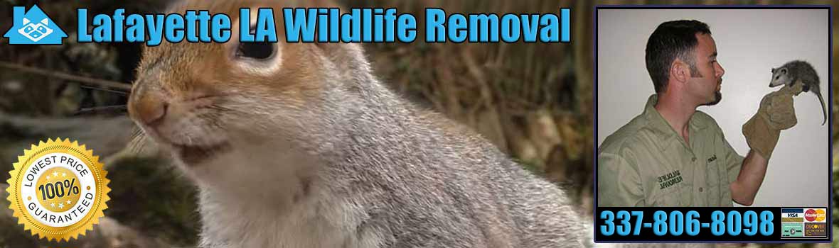 Lafayette Wildlife and Animal Removal